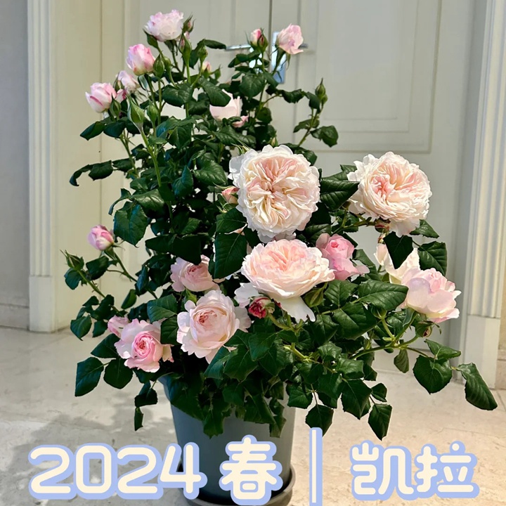 1731916161922432.jpg 月季凯拉值得入手吗