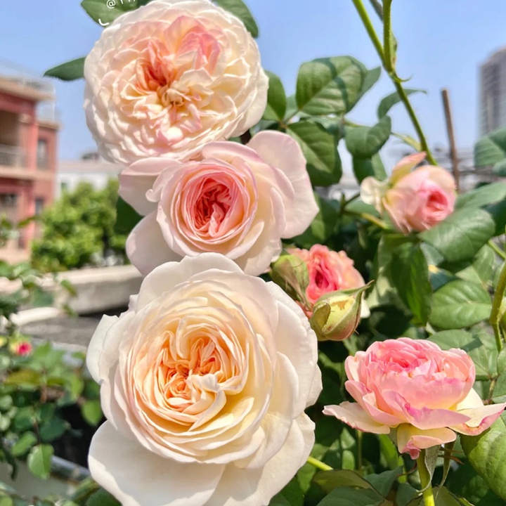 1731916651641306.jpg 凯拉月季在广东的表现