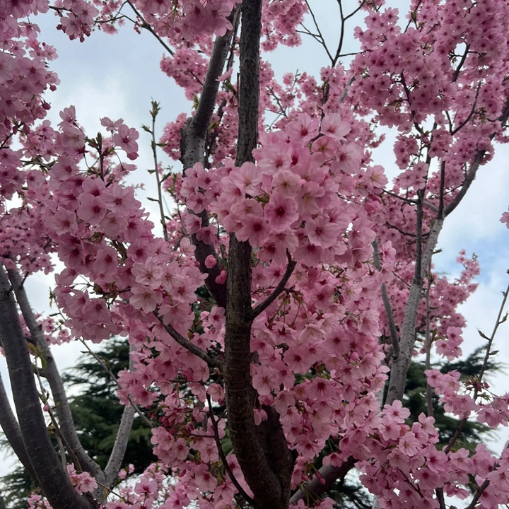 1731980980870646.jpg 阳光樱是早樱还是晚樱