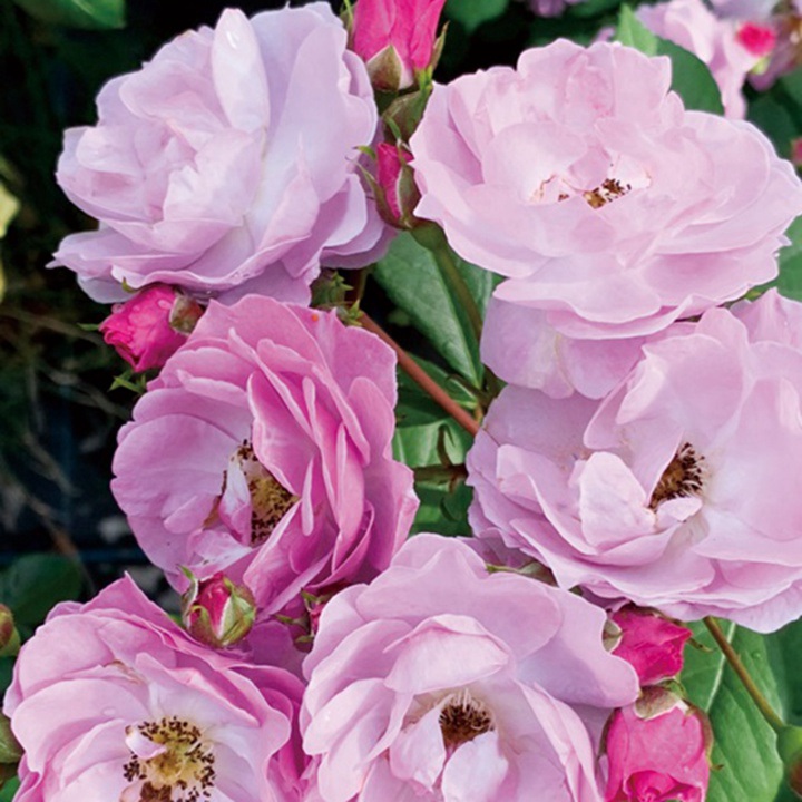 1731983180479983.jpg 丁香月季花的颜色是什么样的