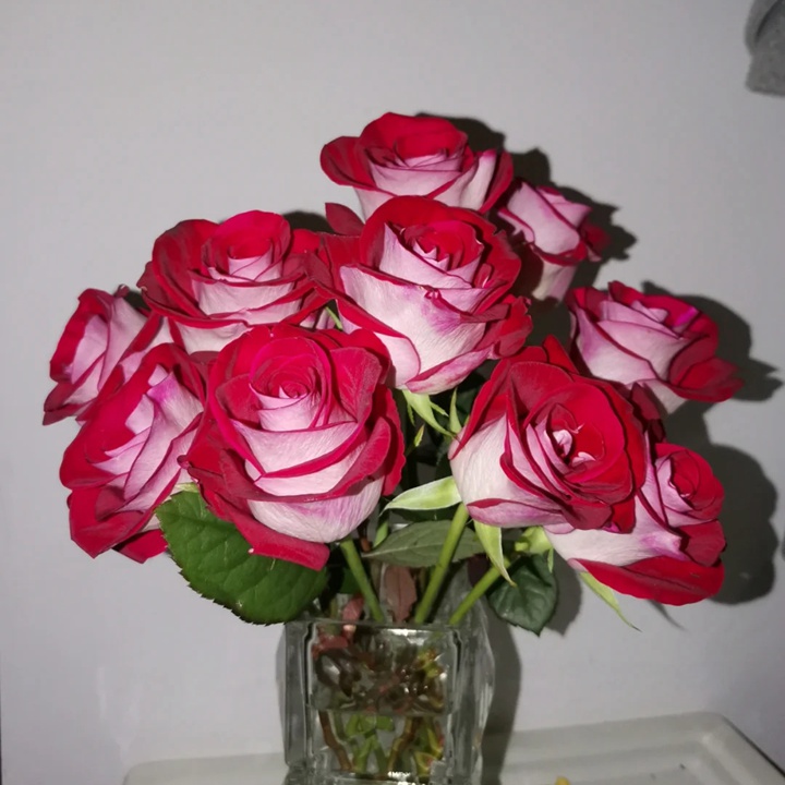 1731994272681385.jpg 桃花雪和情书月季哪个好
