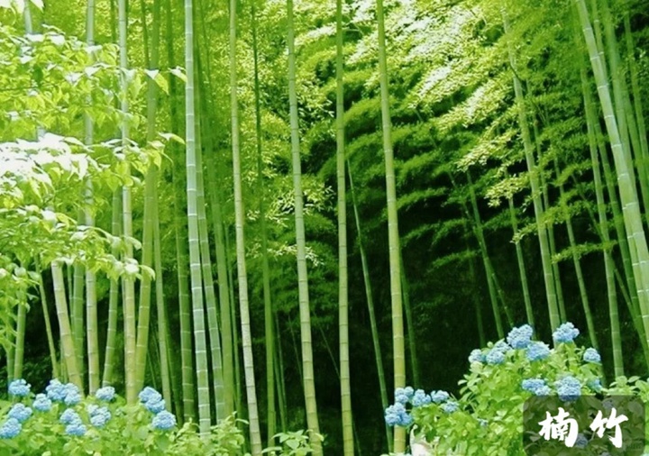 1731995505697535.jpg 四川有哪些竹子品种?