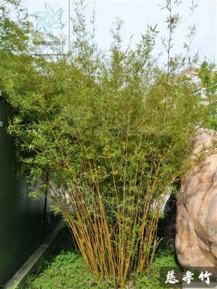 1731995506258196.jpg 四川有哪些竹子品种?