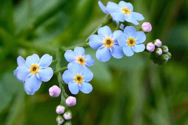 1731997676129428.jpg 勿忘我花种子种植时间及种植方法