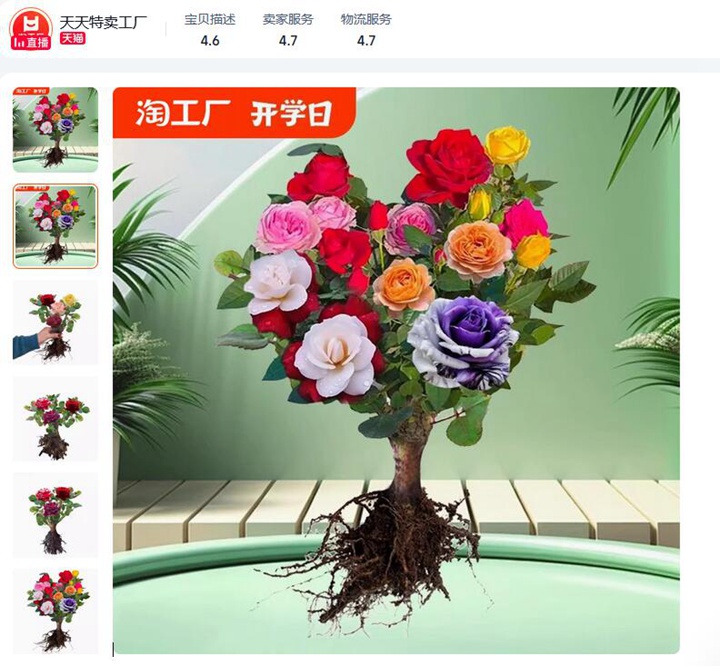 1732001071319750.jpg 月季老桩好还是新苗好