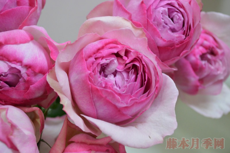 1732066447631380.jpg 新浅樱桃月季的优缺特点