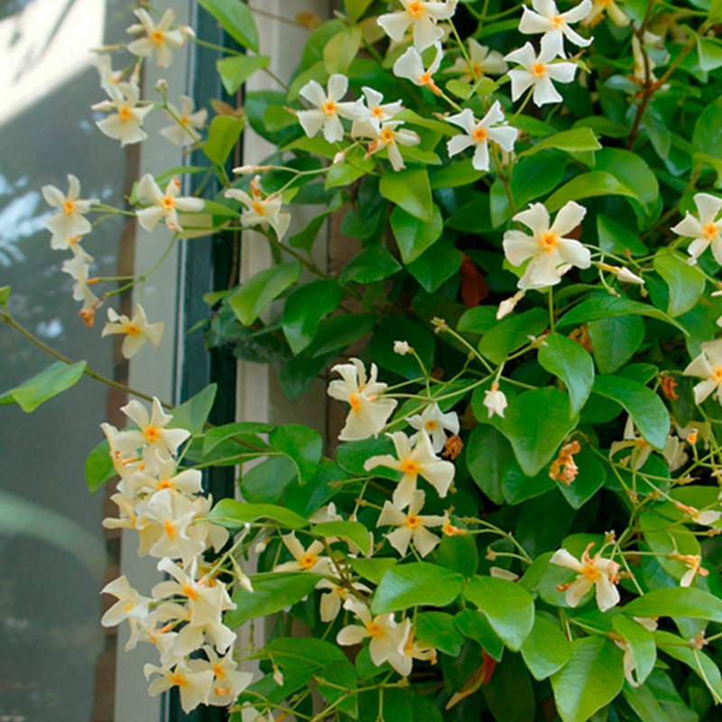 1732069265668792.jpg 风车茉莉一年能开几次花