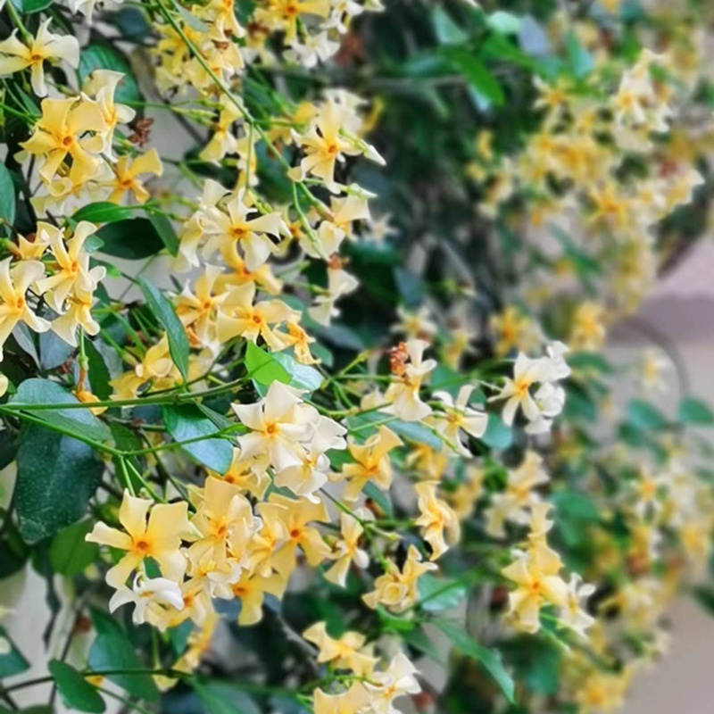 1732069270728388.jpg 风车茉莉一年能开几次花