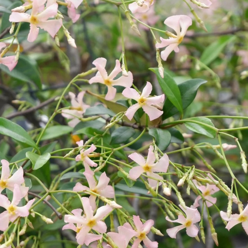 1732069553123314.jpg 风车茉莉一年能开几次花
