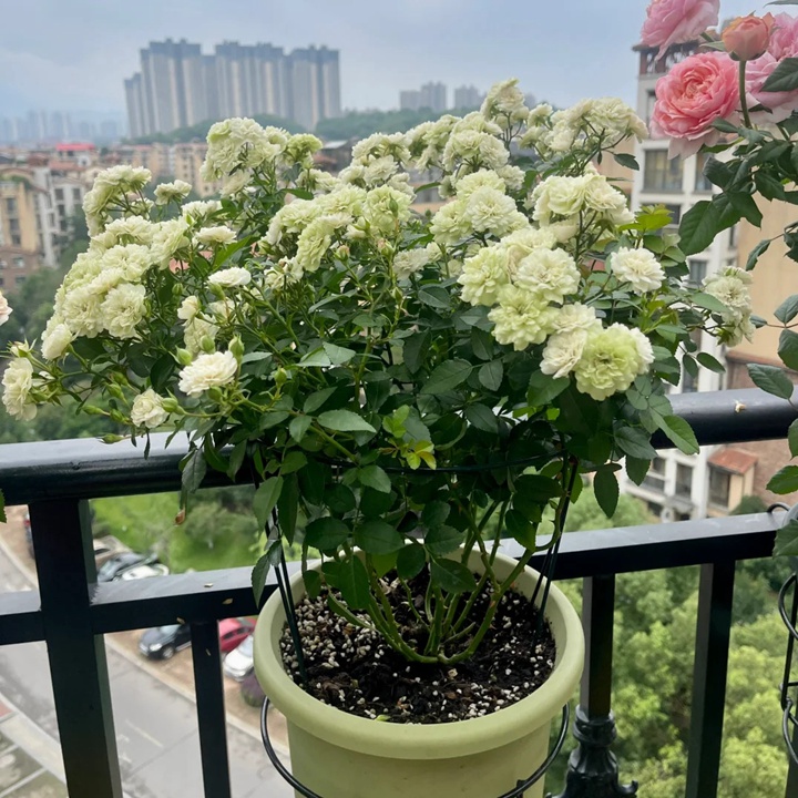 1732070661497877.jpg 绿冰月季是藤本吗还是灌木