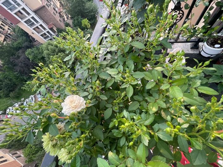 1732070661523819.jpg 绿冰月季是藤本吗还是灌木