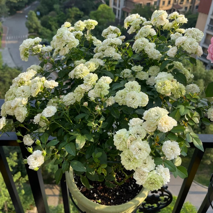 1732070661589644.jpg 绿冰月季是藤本吗还是灌木