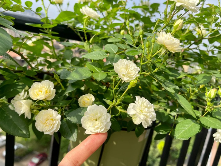 1732070661828241.jpg 绿冰月季是藤本吗还是灌木