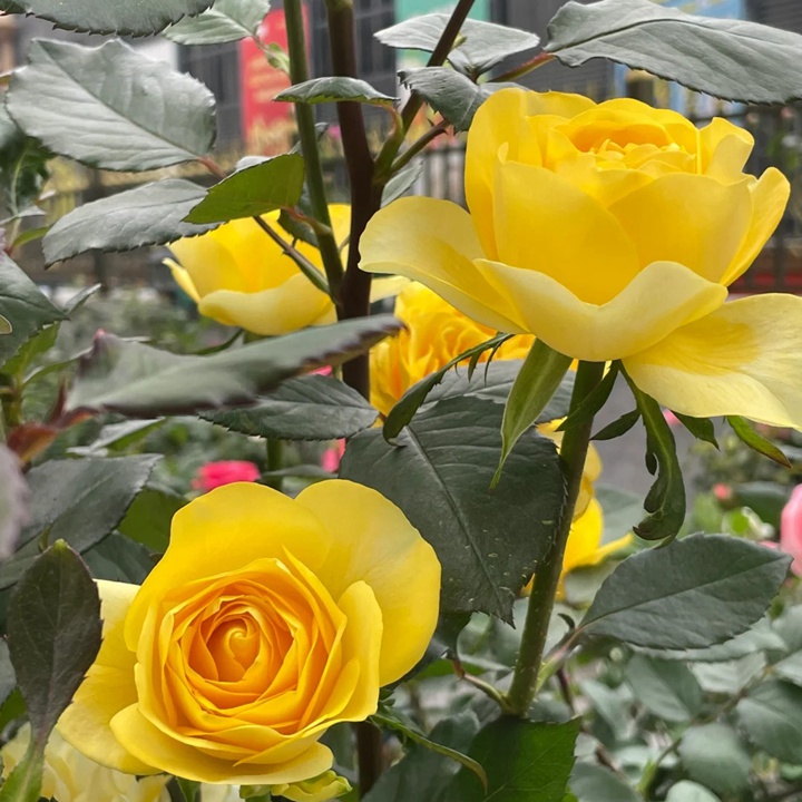 1732084284278393.jpg 澳洲热情月季品种介绍
