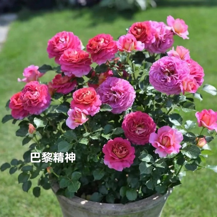 1732150446262109.jpg 巴黎精神月季的优缺特点