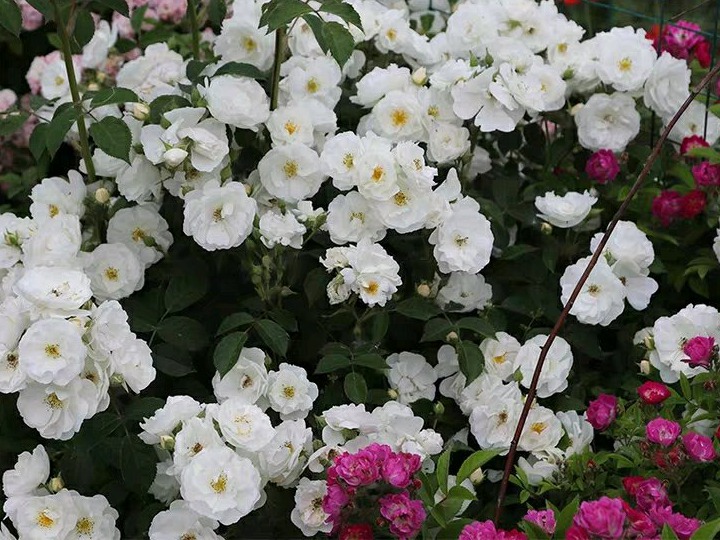 1732150972439682.jpg 白帆之冬月季与冰山的区别