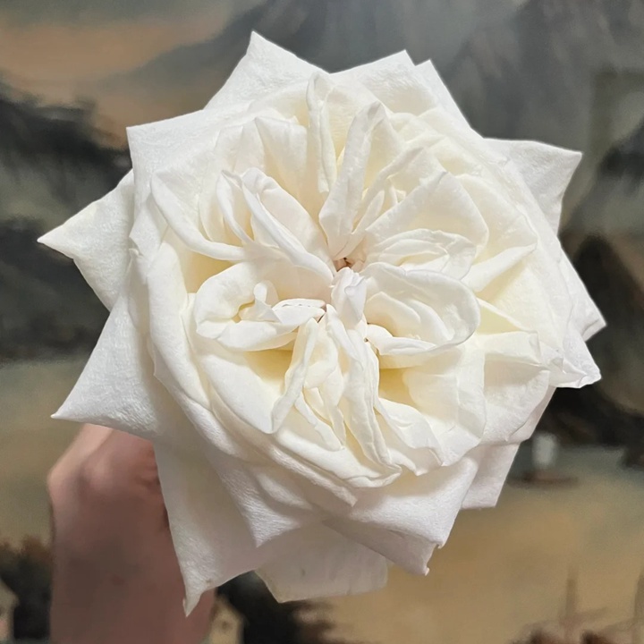 1732152541645149.jpg 白荔枝月季值得入手吗
