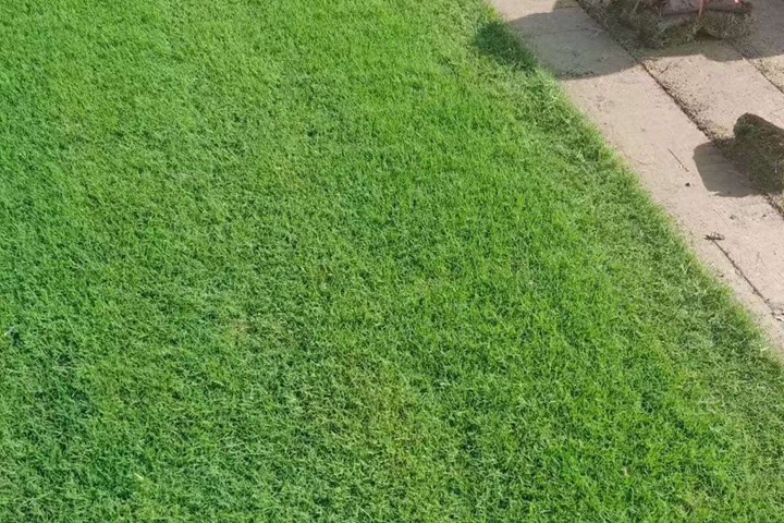 1732238755257460.jpg 马尼拉草坪的优缺点详细介绍