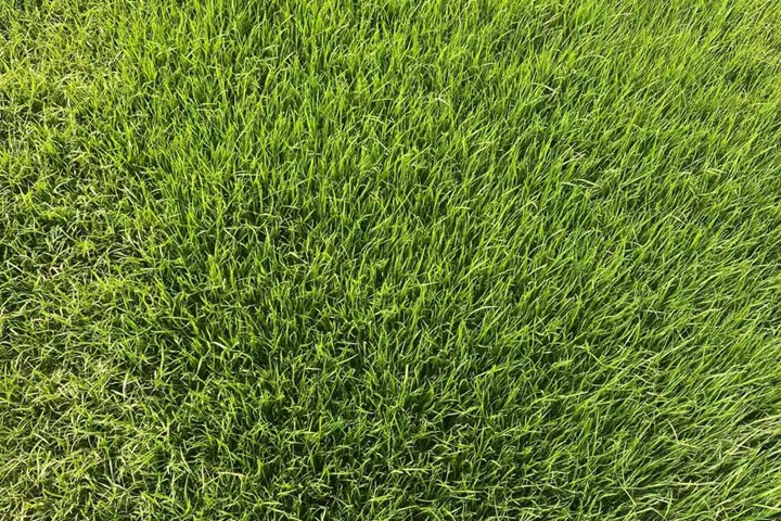 1732238755323584.jpg 马尼拉草坪的优缺点