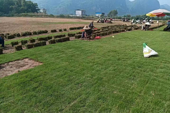 1732238755623385.jpg 马尼拉草坪的优缺点