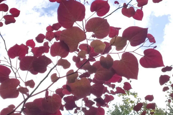 1732242085343094.jpg 紫荆花有多少种颜色?