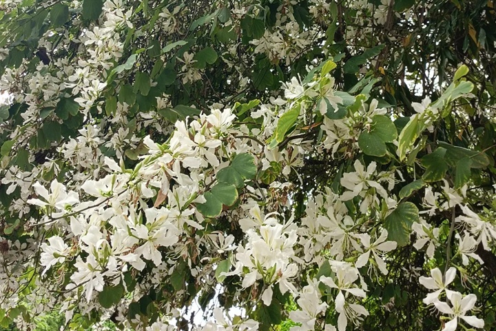 1732242092702648.jpg 紫荆花有多少种颜色?