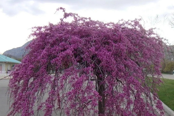 1732242098756801.jpg 紫荆花有多少种颜色?