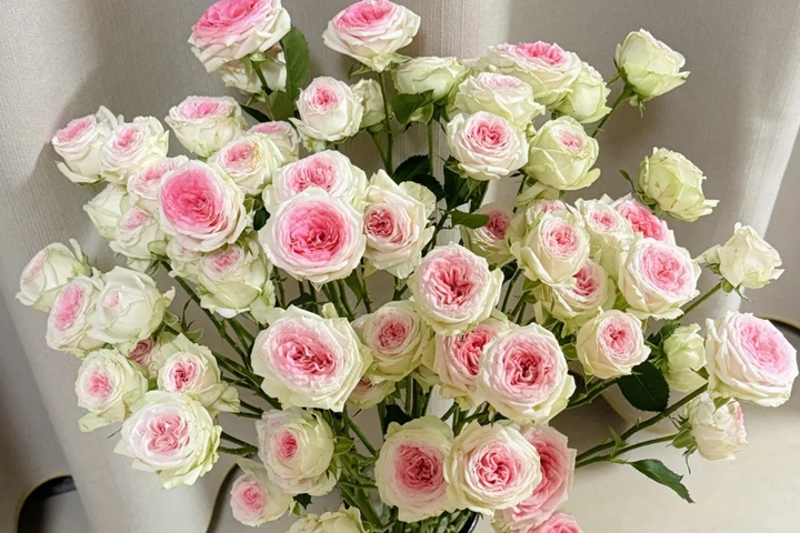 1732252784273847.jpg 冰淇淋月季花是什么颜色