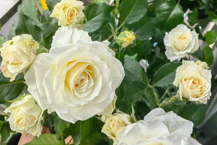 1732252784930359.jpg 冰淇淋月季花是什么颜色