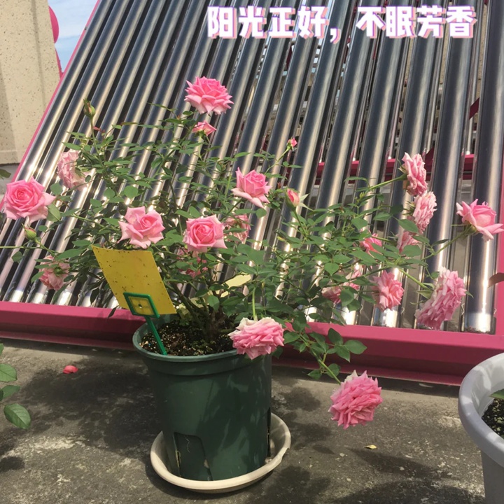 1732253617738901.jpg 不眠芳香月季广东表现如何