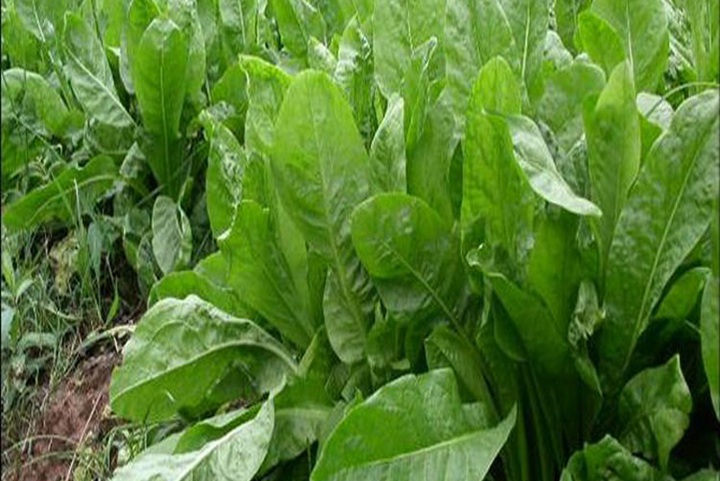 1732325955387931.jpg 种植食叶草是骗局吗