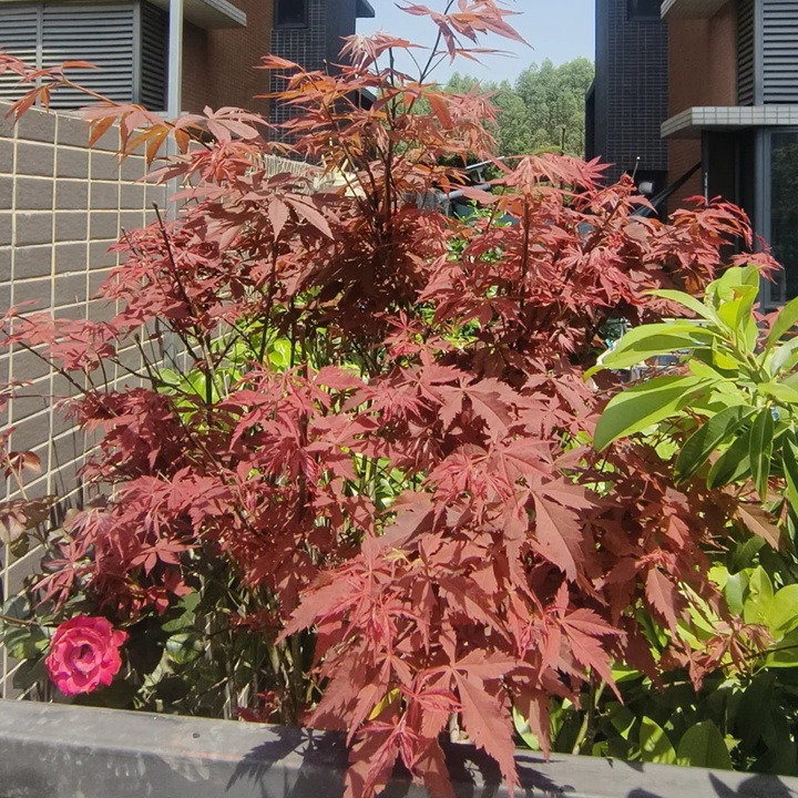 1732329209831699.jpg 红枫在广东可以种植吗?