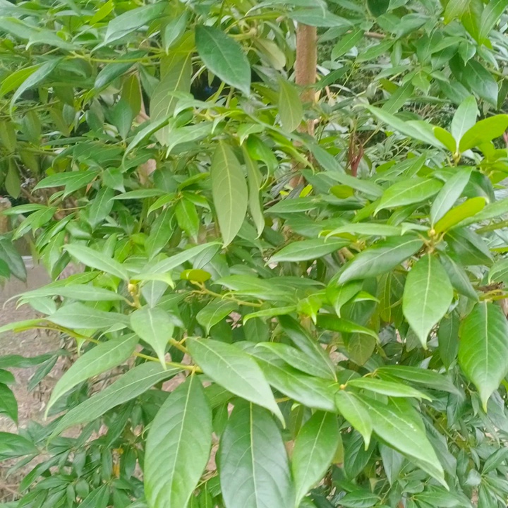 1732330857672443.jpg 金丝楠木最低耐寒温度是多少?
