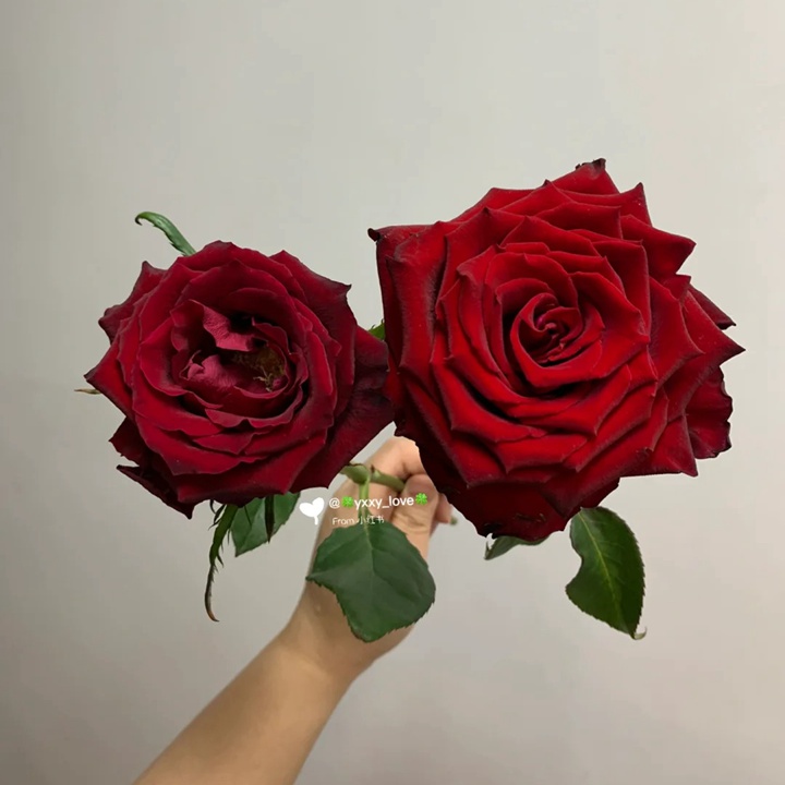 1732497432798132.jpg 传奇和探险家月季的区别