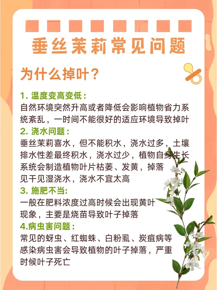 1732500448180092.jpg 垂丝茉莉如何来养护