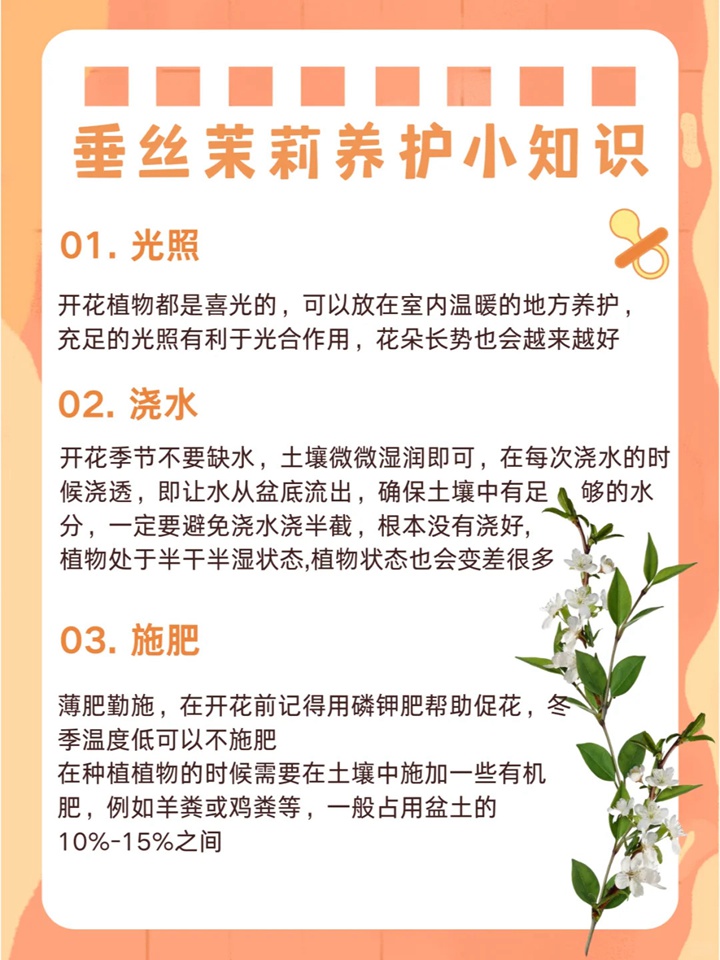 1732500448359855.jpg 垂丝茉莉如何来养护