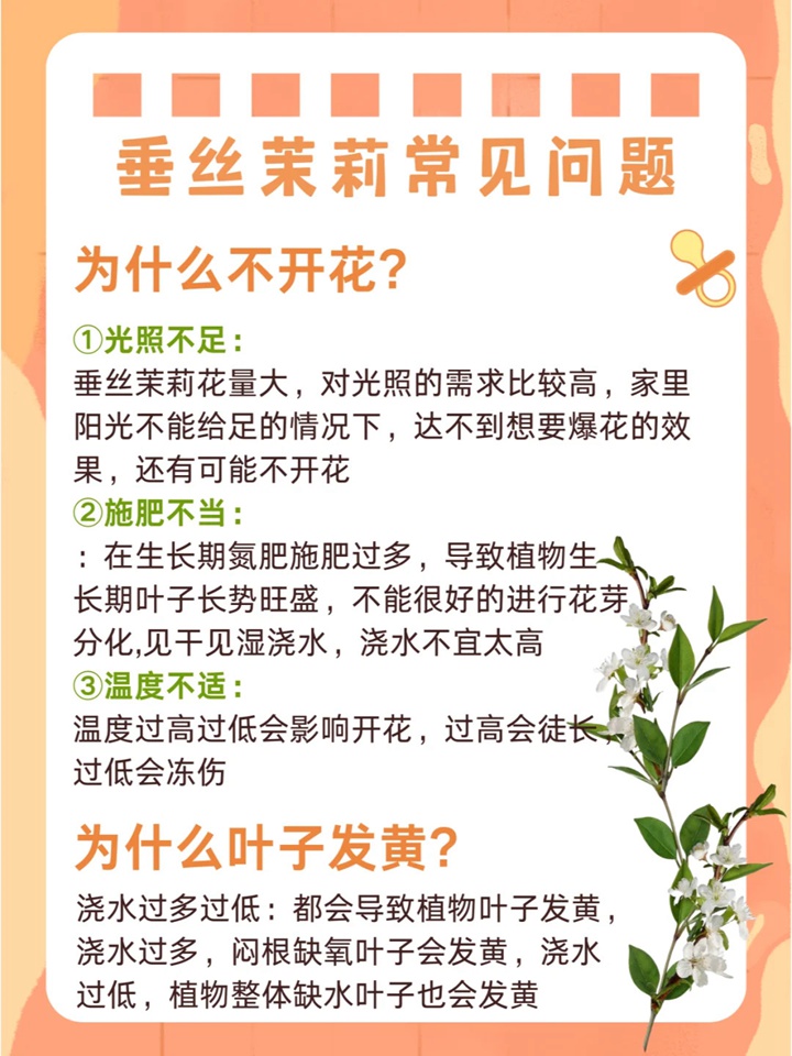 1732500448603871.jpg 垂丝茉莉如何来养护