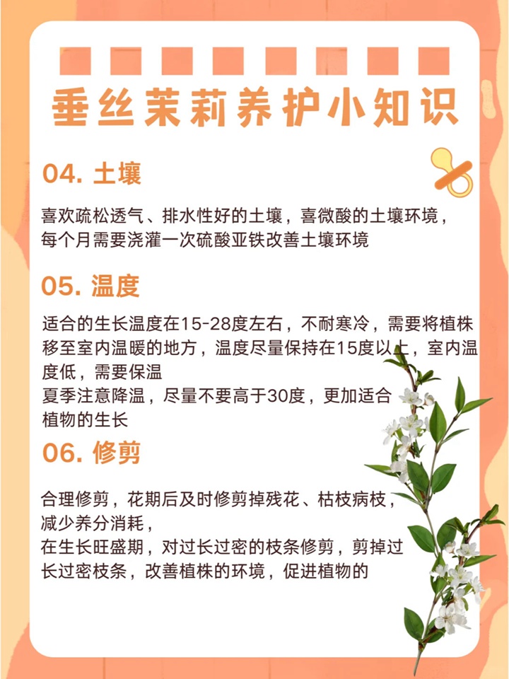 1732500448622720.jpg 垂丝茉莉如何来养护
