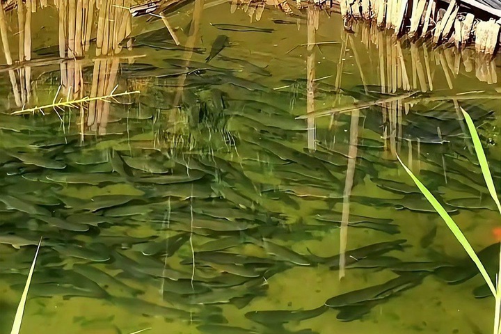 1732587601685732.jpg 多少草能长一斤草鱼