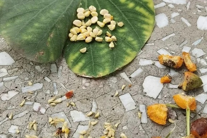 1732588334499024.jpg 蔷薇花种子多久发芽