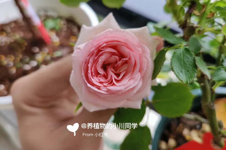 1732589052497450.jpg 第一夫人月季在两广的表现