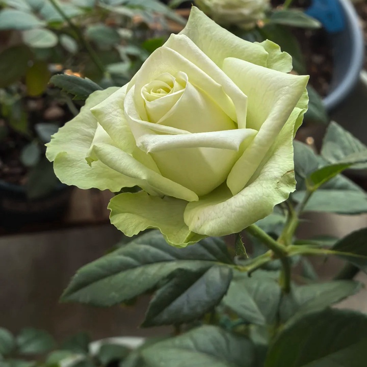 1732601630404745.jpg 浪漫格林 Green Romantica