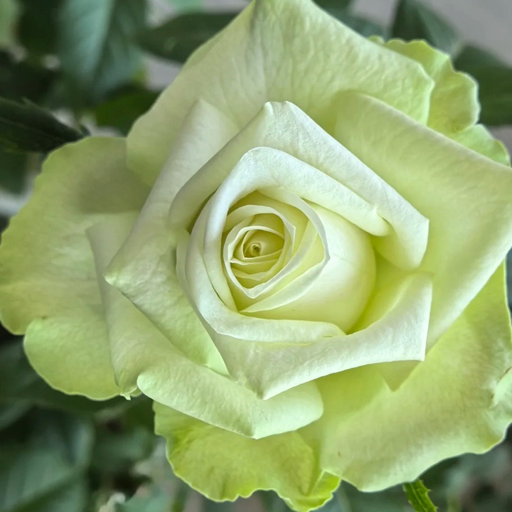 1732601630576366.jpg 浪漫格林 Green Romantica