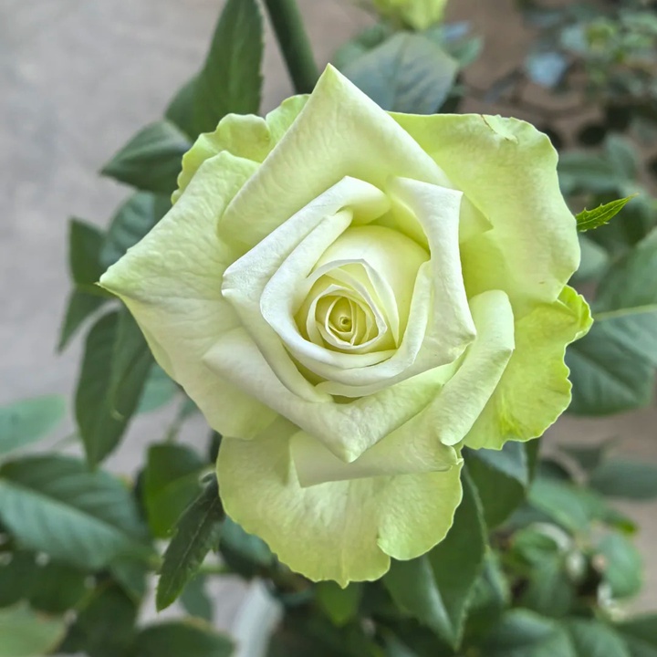 1732601630754084.jpg 浪漫格林 Green Romantica