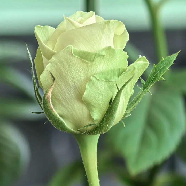 1732601630990792.jpg 浪漫格林 Green Romantica