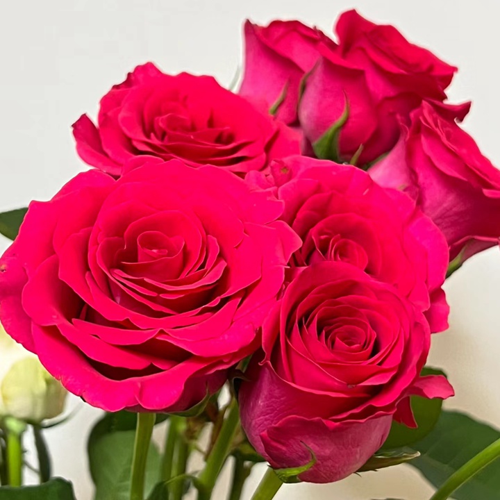 1732846083419641.jpg 弗洛伊德玫瑰属于高级玫瑰吗