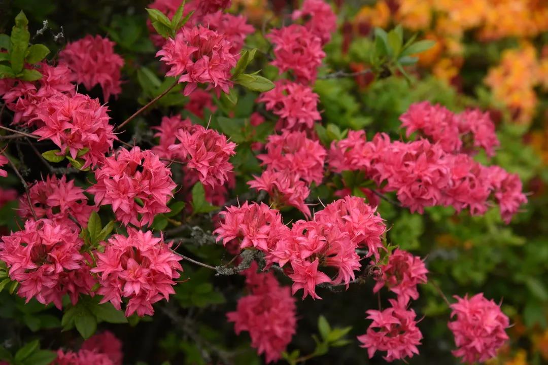 1732928437848479.jpg 贵州百里杜鹃几月份开花