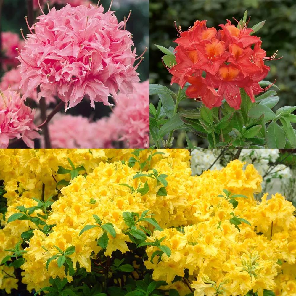 1732928447437239.jpg 贵州百里杜鹃几月份开花
