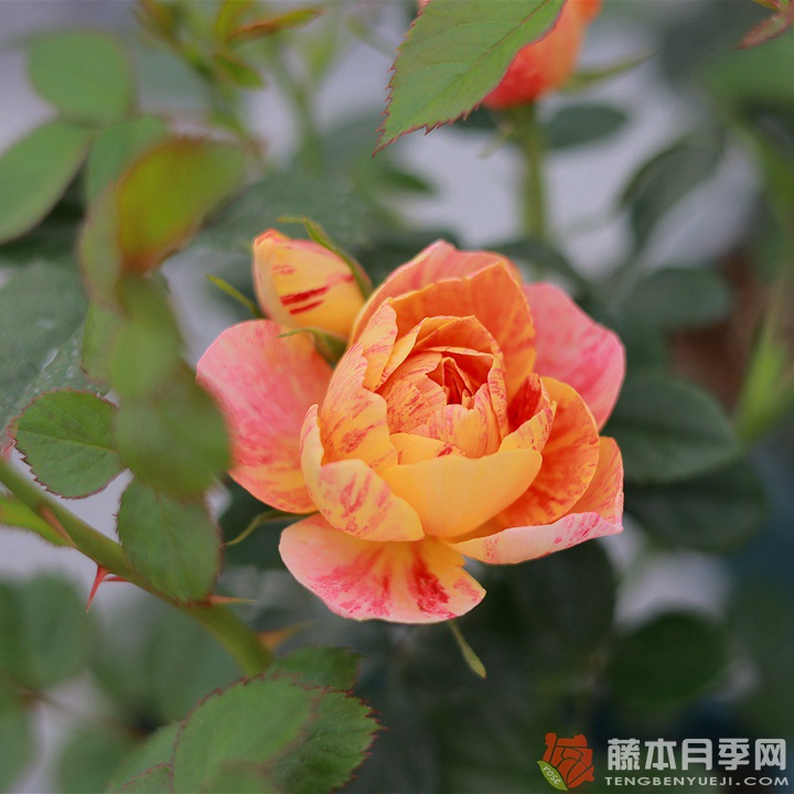 1732928862264946.jpg 果汁飞溅和红果汁哪个品种好