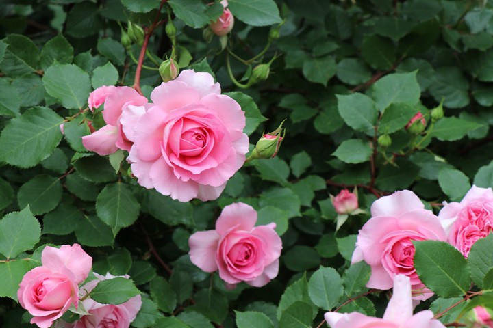 1732933812475083.jpg 海伦月季花的种植方法